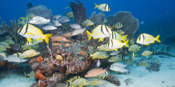 Dive With South Florida Diving Headquarters